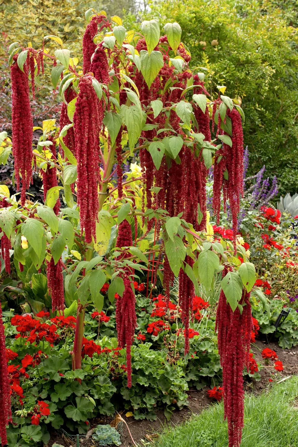 Gallery Images selected from Jennica Kassabian's plant and garden photography.