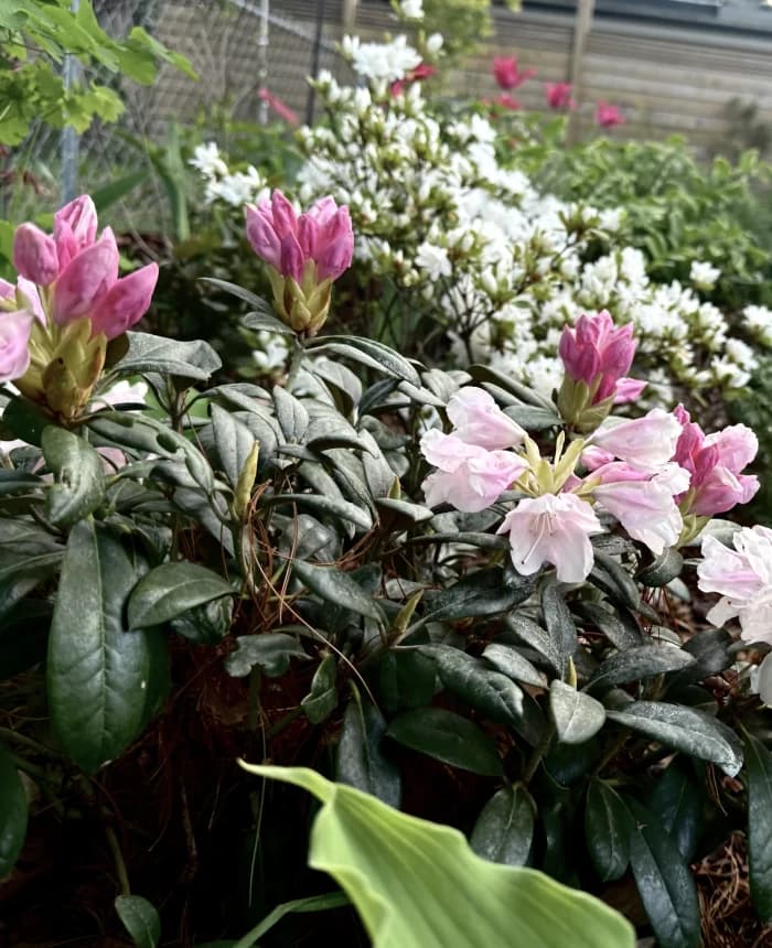 Garden Detail selected from Jennica Kassabian's plant and garden photography.