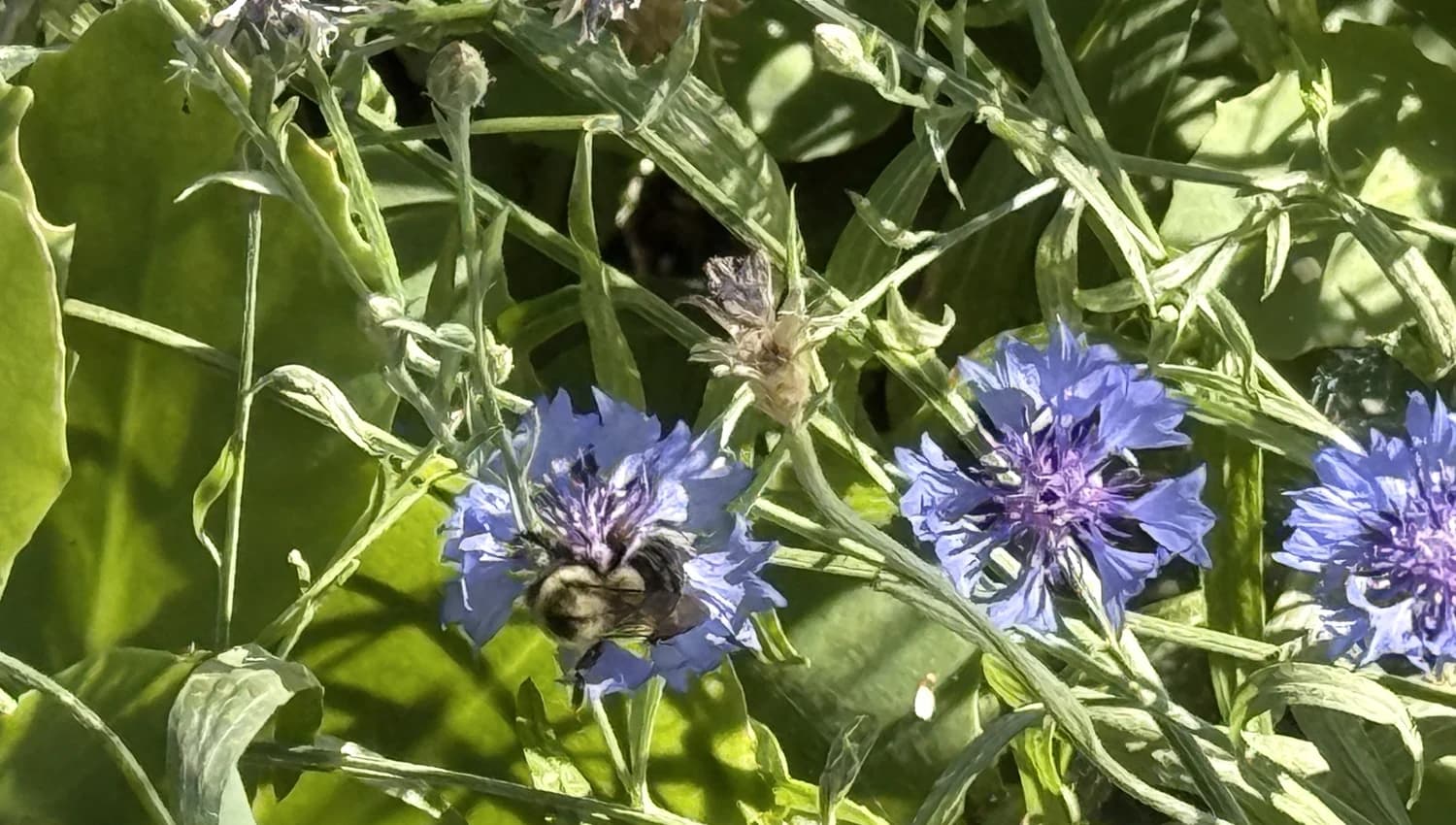 Inquiry Cta selected from Jennica Kassabian's plant and garden photography.