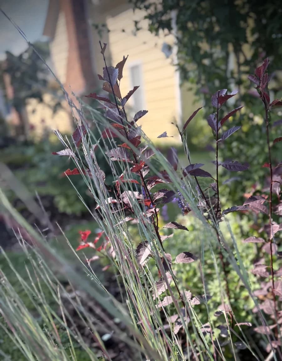 Portrait Or Process selected from Jennica Kassabian's plant and garden photography.