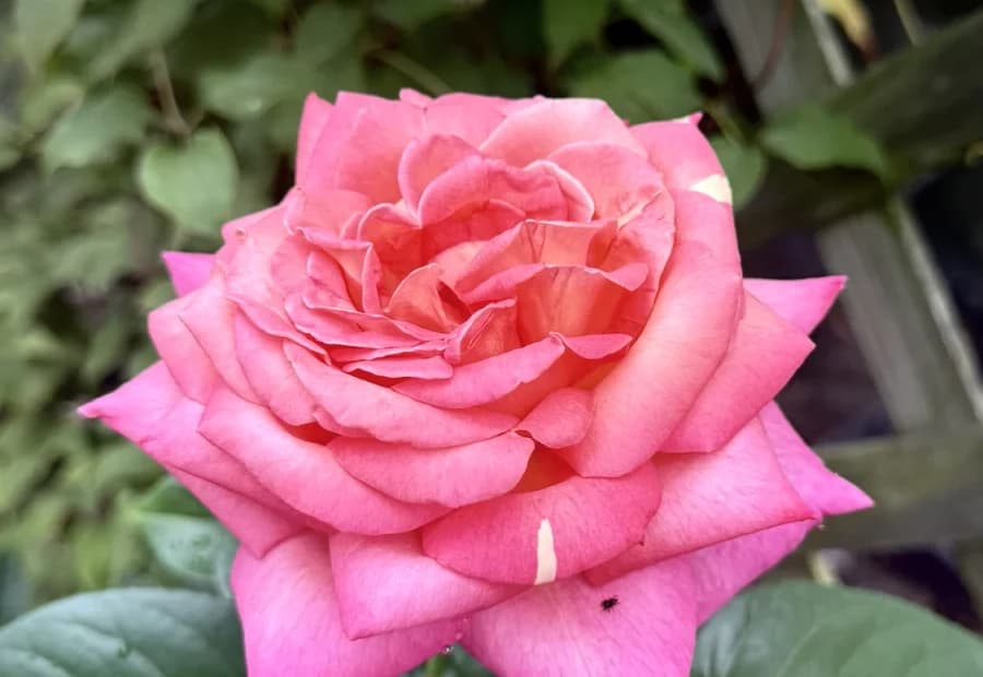 Seasonal Specialty selected from Jennica Kassabian's plant and garden photography.